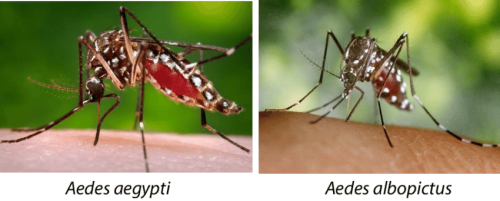 Aedes aegypti and A albopictus
