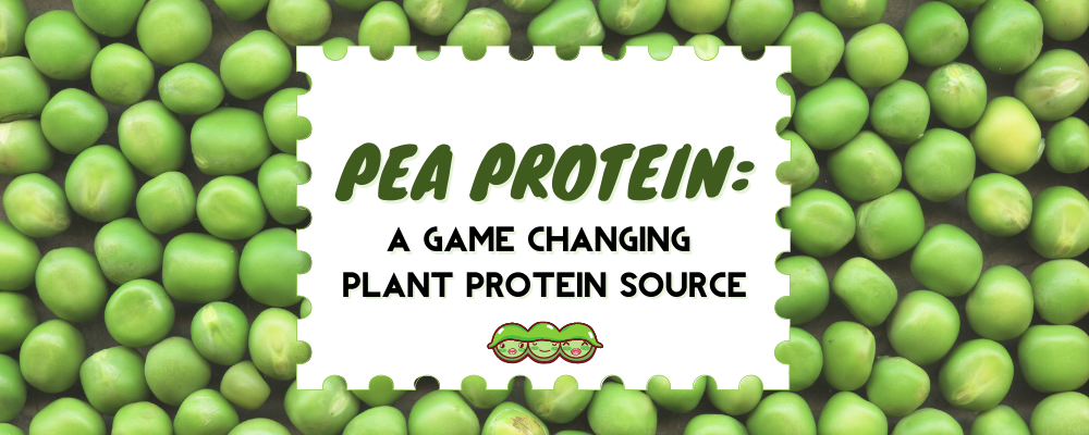 PEA PROTEIN A GAME CHANGING PLANT PROTEIN SOURCE 1000x450