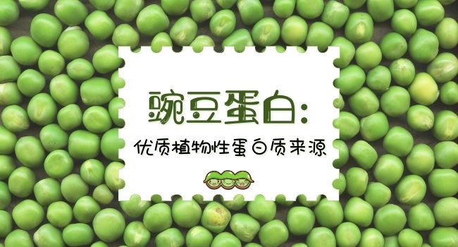 豌豆蛋白: 优质植物性蛋白质来源