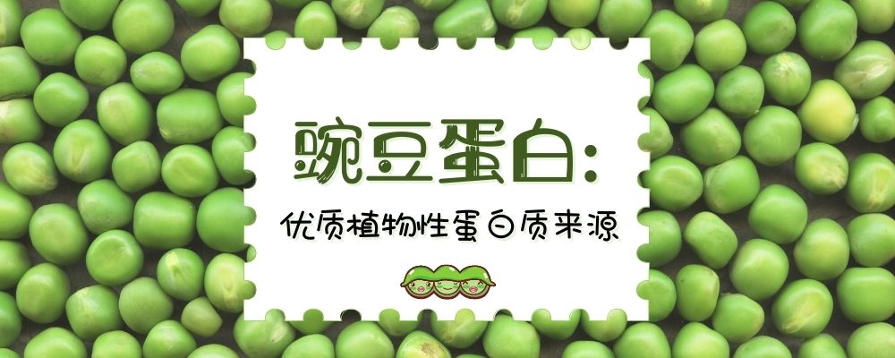 豌豆蛋白: 优质植物性蛋白质来源